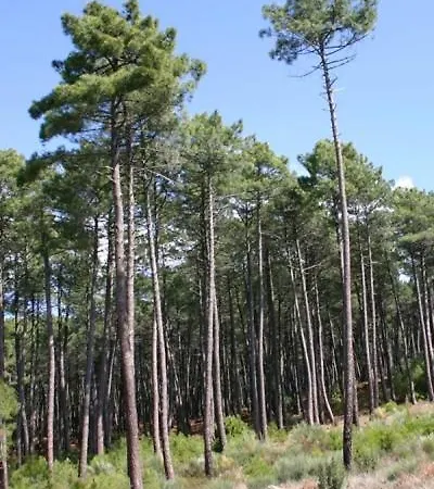 Mobil 6 Personnes Foret Des Landes